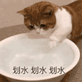 萌宠 猫咪 划水 呆萌 可爱