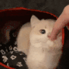 萌宠 猫咪 咬你 呆萌 可爱
