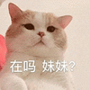萌宠 猫咪 在吗妹妹 呆萌 可爱