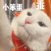萌宠 猫咪 小笨蛋乖 呆萌 可爱