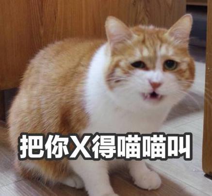 猫咪搞笑图片带字图片图片