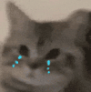 萌宠 猫咪 哭 呆萌 可爱