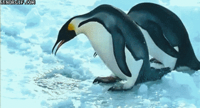 企鹅挠头表情包gif图片