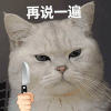 萌宠 猫咪 再说一遍 呆萌 可爱