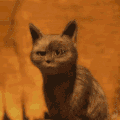 萌宠 猫咪 好奇 呆萌 可爱