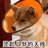 萌宠 狗 竖起八卦的天线 呆萌 可爱
