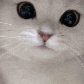 萌宠 猫咪 亲 呆萌 可爱