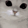 萌宠 猫咪 亲 呆萌 可爱