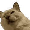 萌宠 猫咪 生气 呆萌 可爱