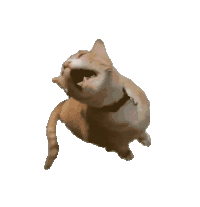 猫咪 猫meme 可爱 搞怪