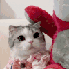 萌宠 猫咪 摸头 呆萌 可爱