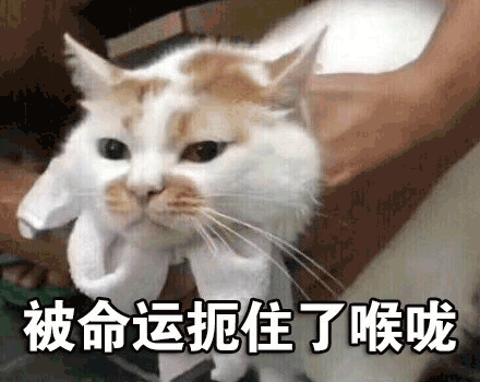 沙雕猫