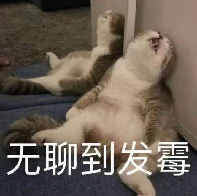 萌宠 猫星人 无聊到发霉 无趣 呆萌 可爱