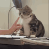 萌宠 猫咪 咬 呆萌 可爱