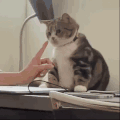 萌宠 猫咪 咬 呆萌 可爱