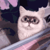 萌宠 猫咪 看 呆萌 可爱