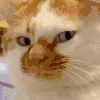 萌宠 猫咪 看 呆萌 可爱