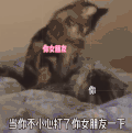 萌宠 猫咪 沉默 呆萌 可爱