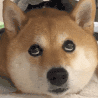 萌宠 狗狗 爱你 呆萌 可爱
