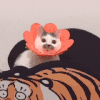 萌宠 猫咪 开心话 呆萌 可爱