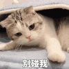 萌宠 猫咪 别碰我 呆萌 可爱