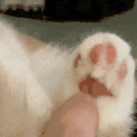 萌宠 猫咪 不要 呆萌 可爱