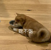 萌宠 汪星人 吃不饱 难受 搞怪 呆萌
