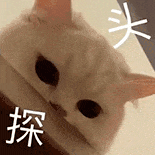 萌宠 猫咪 探头 呆萌 可爱