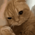 萌宠 猫咪 摸头 呆萌 可爱