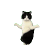 萌宠 猫咪 跳舞 呆萌 可爱