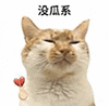 萌宠 猫咪 没瓜系 呆萌 可爱