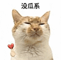 萌宠 猫咪 没瓜系 呆萌 可爱