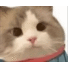 萌宠 猫咪 爱你 呆萌 可爱