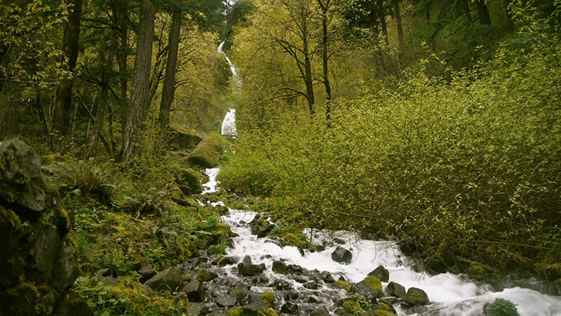 树林自然风景瀑布流水gif动图
