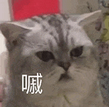 萌宠 猫咪 嘁 呆萌 可爱