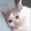 萌宠 猫咪 伤心 呆萌 可爱