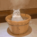 萌宠 猫咪 泡澡 呆萌 可爱