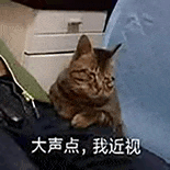 萌宠 猫咪 大声点我近视 呆萌 可爱