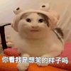 萌宠 猫咪 你看我是想笑的样子吗 呆萌 可爱