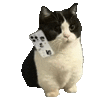 萌宠 猫咪 电话 呆萌 可爱