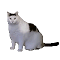 萌宠 猫咪 啊 呆萌 可爱