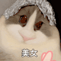 萌宠 猫咪 美女 呆萌 可爱