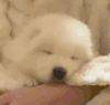 萌宠 狗狗 睡觉 呆萌 可爱