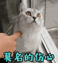 莫名其妙的笑图片_莫名其妙的笑动态图_莫名其妙的笑表情包gif动图