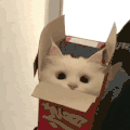 萌宠 猫咪 我来了 呆萌 可爱