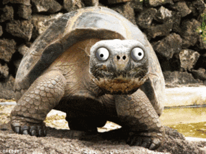 乌龟的样子搞笑图片
