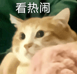 萌宠 猫咪 看热闹 呆萌 可爱