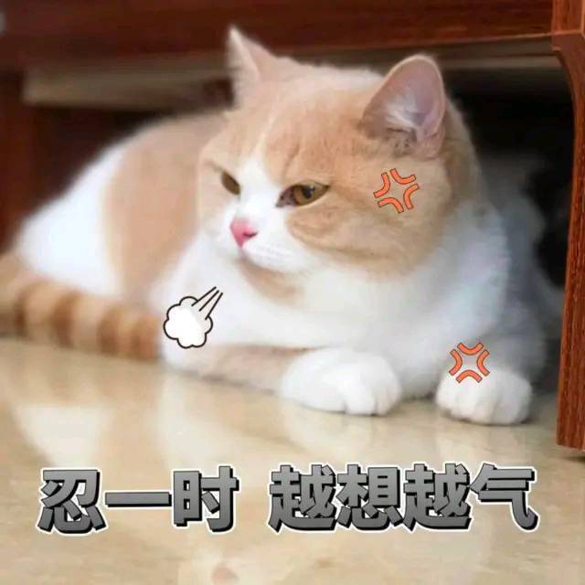 萌宠gif猫星人gif忍一时gif越想越气gif搞怪gif逗gif