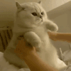 萌宠 猫咪 捏 呆萌 可爱
