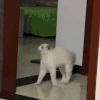 萌宠 猫咪 搞怪 呆萌 可爱